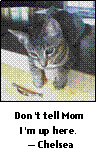 photo of cat Chelsea