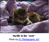 photo of cat Marble