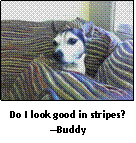 photo of dog Buddy