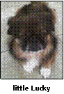 photo of dog Lucky