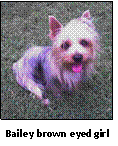 photo of dog Bailey